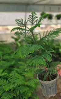 (( بذر )) کاج مطبق