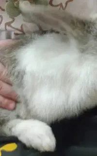 خرگوش