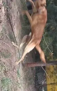 سگ ادنگهبان