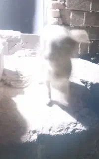 سگ پا کوتاه