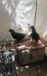 کفتر پلنگ