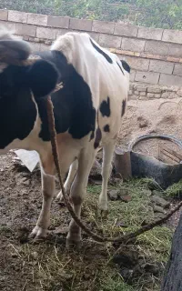 گاو خارجی همراه با گوساله