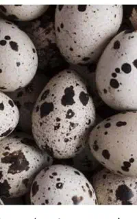 تخم بلدیرچین