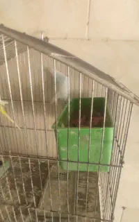 سه جفت مرغ عشق باقفس لوازم