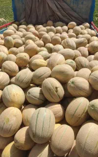 جانا
