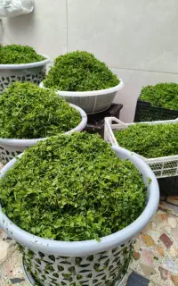 سبزیجات آماده طبخ و محصولات خانگی