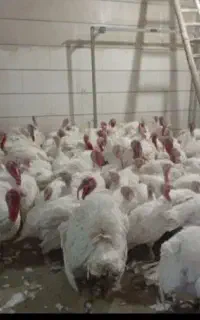 بوقلمون سفید پرورشی 3 تا 7 کیلو