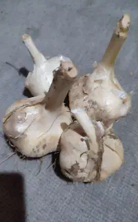 موسیر