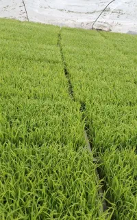 نشا طارم هاشمی و شیرودی
