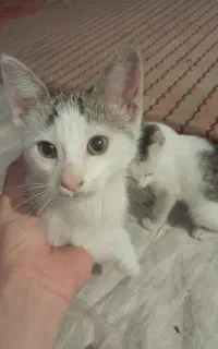 گربه نر و ماده بازیگوش
