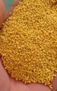 بذر یونجه ۵ ستاره