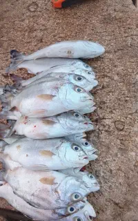 ماهی. تازه. سر فلکه. تیس.