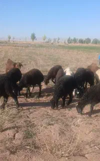 فورشی  20راس بر نر 10 راس ماده  جفتی 75 کیلو