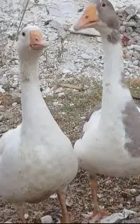 فروش دو عدد قو قاز جوان
