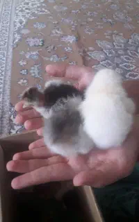 جوجه مرغ محلی
