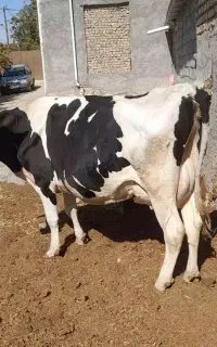 گاوشیری