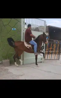 اسب مادیون