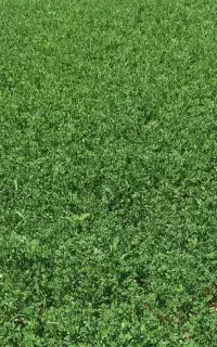 فروش یونجه آب چاه