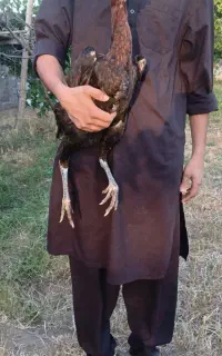 تخم لاری