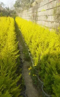فروش لاوسن و یاس سطل ۱۰