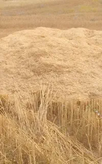 کاه دیم درجه یک