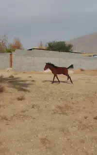 اسب