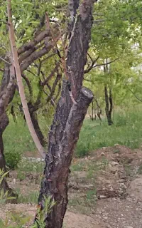 باغ کنی باتیلر و کلیه امور باغبانی