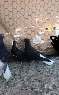 3تا زیل دم‌سفید فروشی