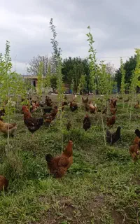 مرغ طبیعی سالم تخم گذار