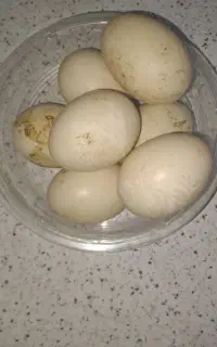 تخم اردک اسرائیلی نطفه دار