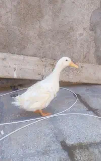 اردک