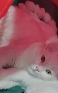 گربه پرشین کلاسیک