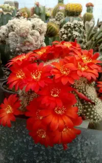 گل و کاکتوس کورش«هگمتانه»