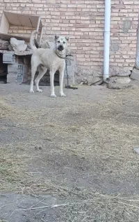 واگذاری سگ سرابی 11ماهه