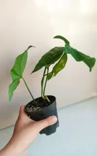 سینگونیوم قاشقی مرجان کاکتوس