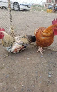 خروس جوان