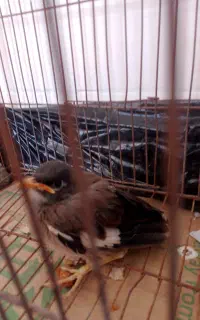جوجه مینا
