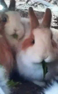 خرگوش