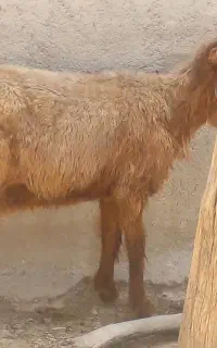 سه عدد میش شیردار دوباره ابستن ۲ماهه