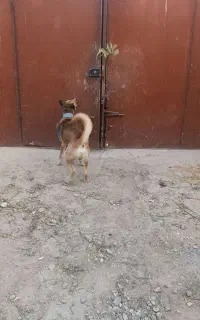 سگ نگهبان