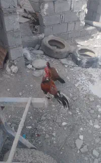 فروش مرغ محلی