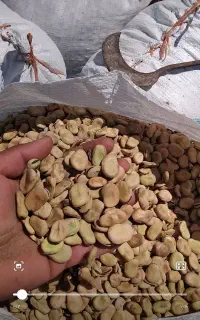 باقالی طارم