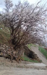 طبیعت گردی