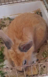 خرگوش قهوه ای