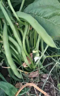 لوبیا سبز تازه