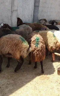 گوسفند داشتی