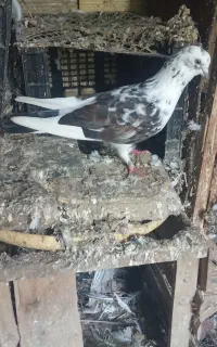 کبوتر غریب نر.