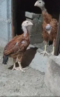 دوعددجوجه لاری