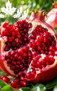 فروش نهال انار ماریا رقمی تجاری
