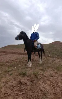 اسب نریان 5نشان